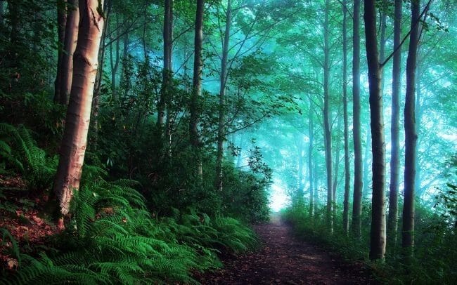 Красивые картинки леса (100 фото) #99