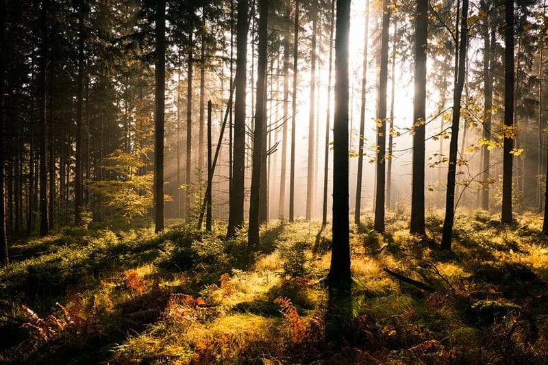 Красивые картинки леса (100 фото) #48