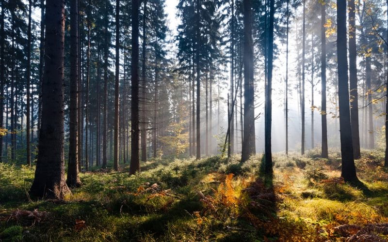 Красивые картинки леса (100 фото) #57