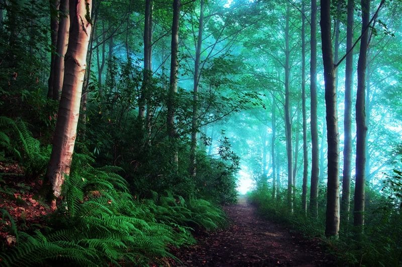 Красивые картинки леса (100 фото) #46