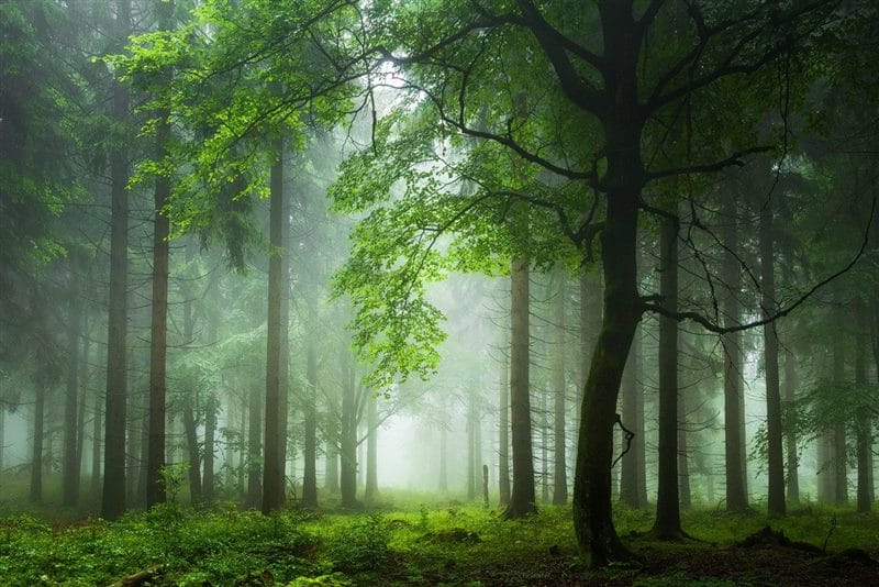 Красивые картинки леса (100 фото) #49