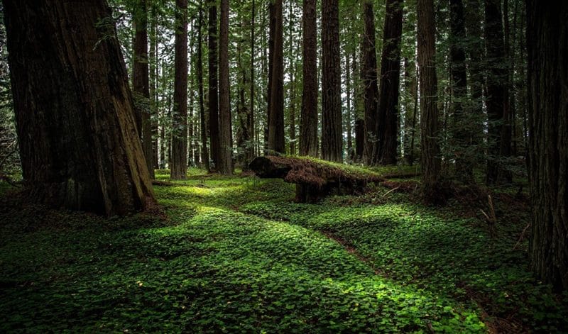 Красивые картинки леса (100 фото) #62
