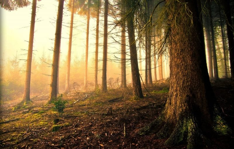 Красивые картинки леса (100 фото) #70