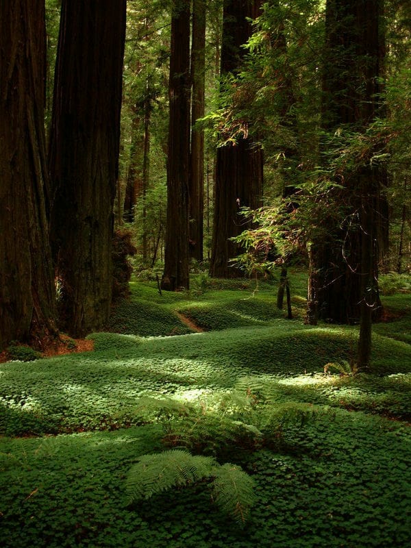 Красивые картинки леса (100 фото) #73