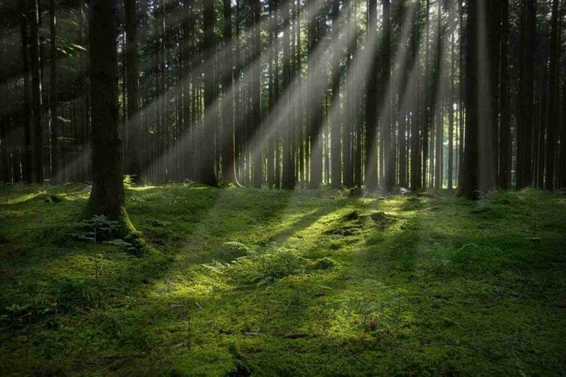 Красивые картинки леса (100 фото) #82