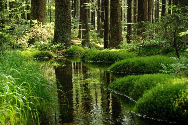 Красивые картинки леса (100 фото) #55