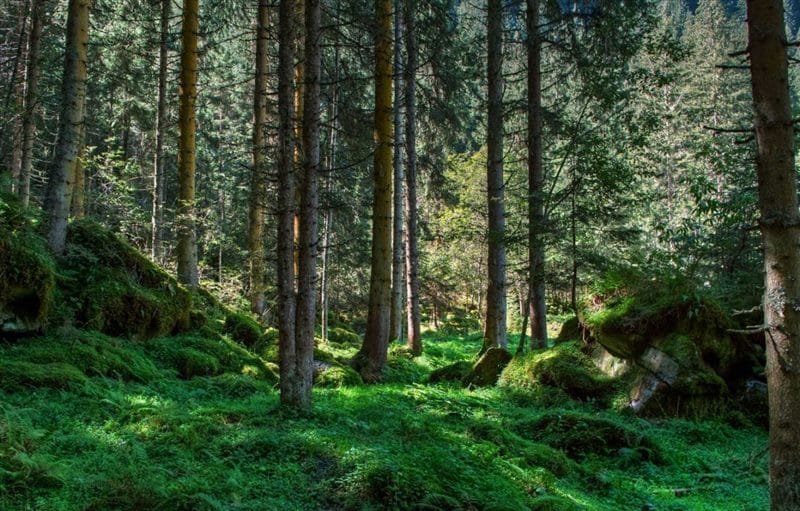 Красивые картинки леса (100 фото) #50