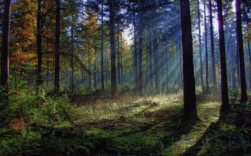 Красивые картинки леса (100 фото) #51