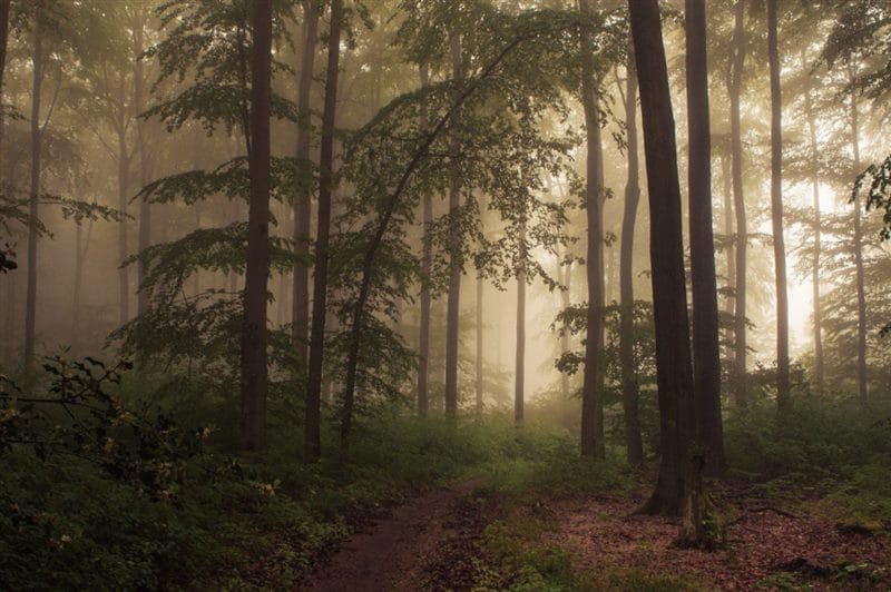 Красивые картинки леса (100 фото) #80