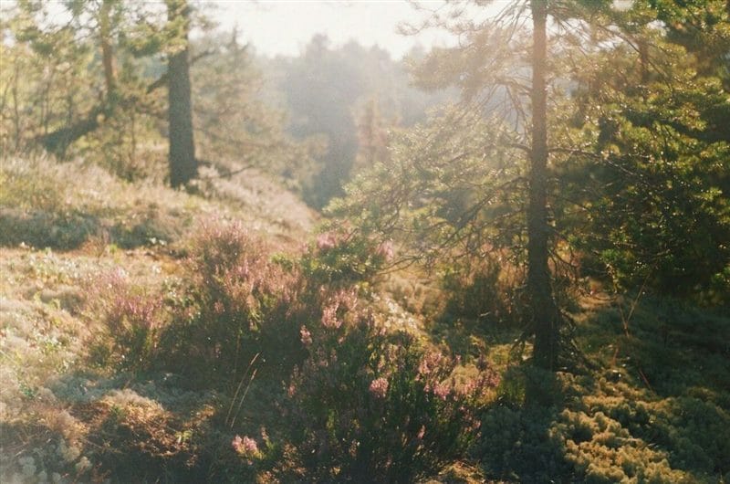 Красивые картинки леса (100 фото) #75