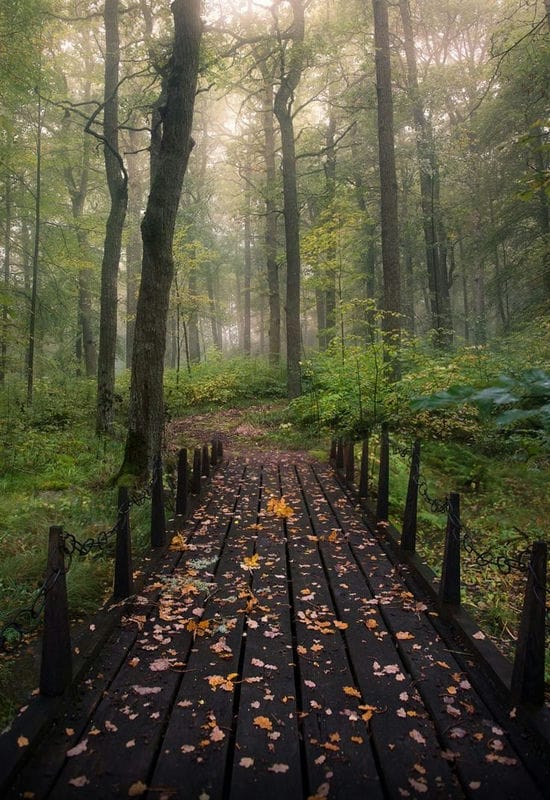 Красивые картинки леса (100 фото) #79