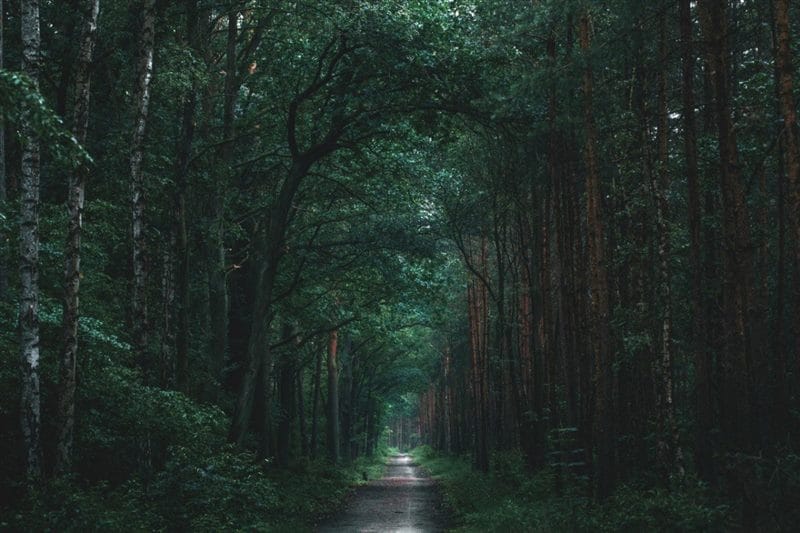 Красивые картинки леса (100 фото) #78