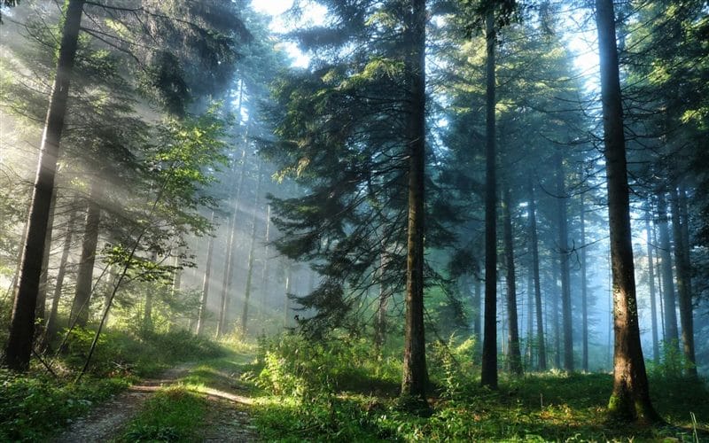 Красивые картинки леса (100 фото) #54