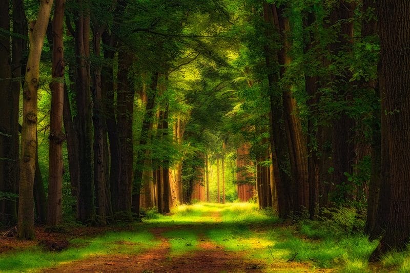 Красивые картинки леса (100 фото) #56