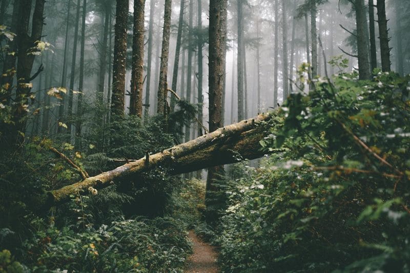 Красивые картинки леса (100 фото) #77