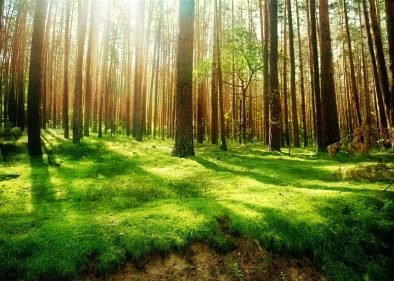Красивые картинки леса (100 фото) #58
