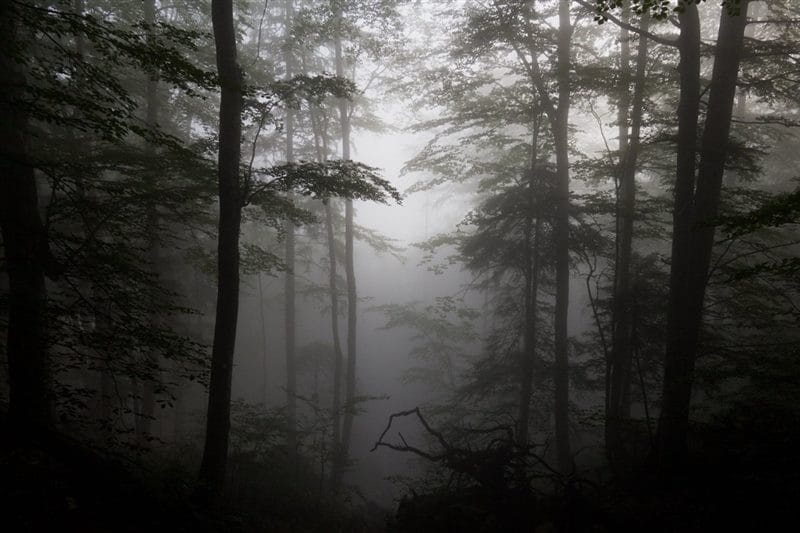Картинки про туман (100 фото) #64