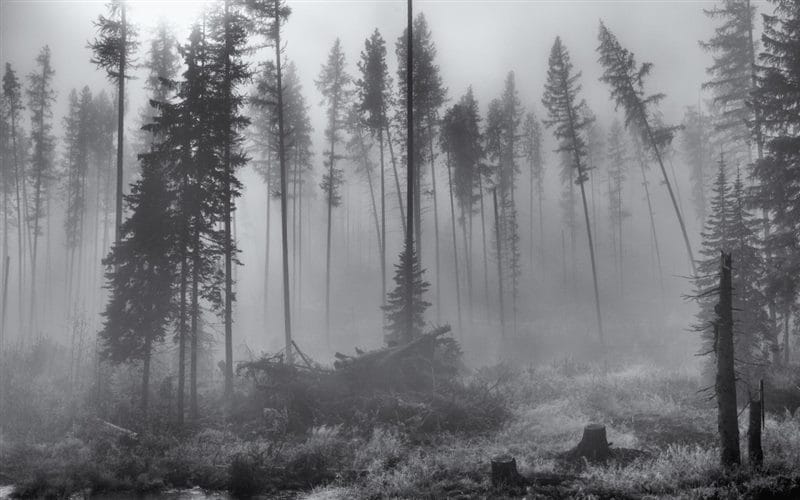 Картинки про туман (100 фото) #70