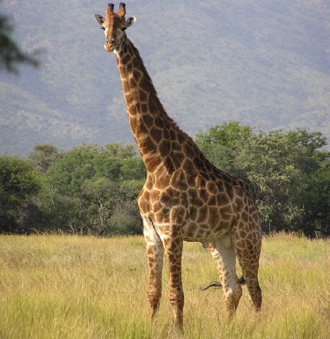 Жирафы - красивые картинки (100 фото) #6