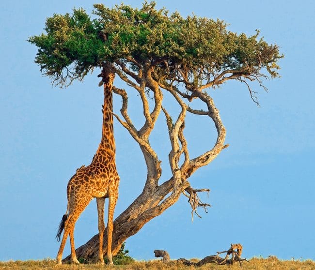 Жирафы - красивые картинки (100 фото) #3