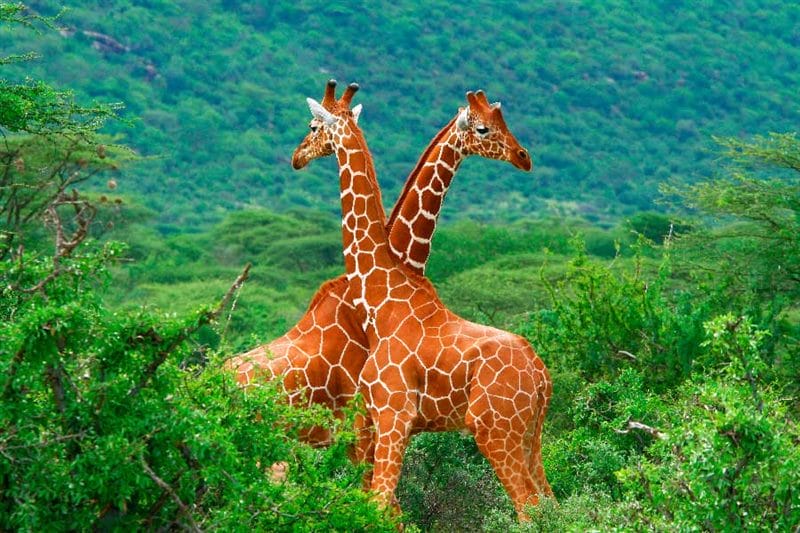 Жирафы - красивые картинки (100 фото) #1