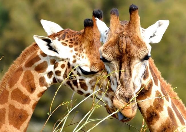 Жирафы - красивые картинки (100 фото) #9