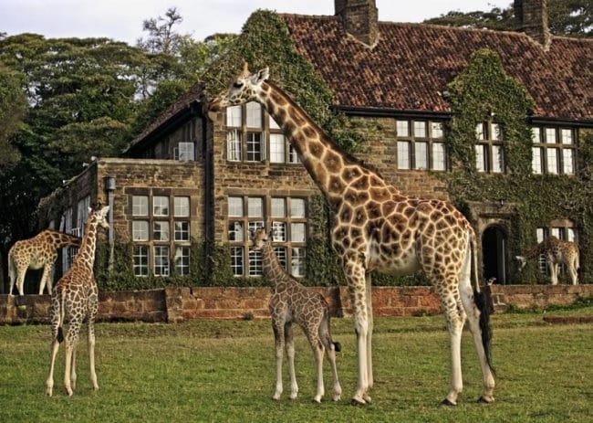 Жирафы - красивые картинки (100 фото) #10