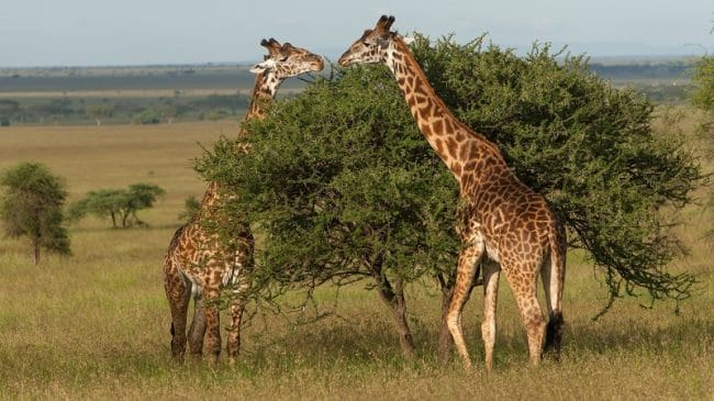 Жирафы - красивые картинки (100 фото) #4