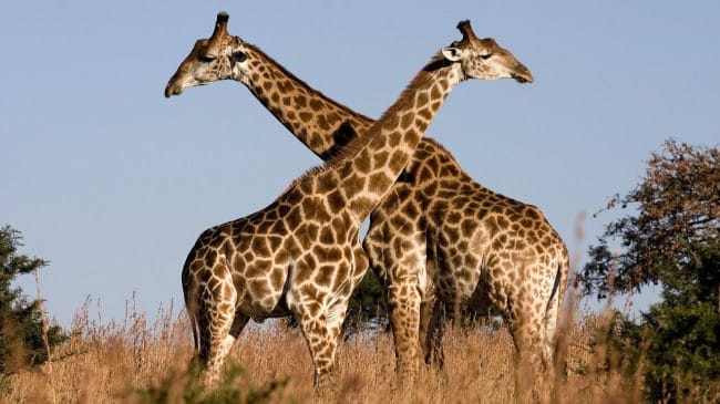 Жирафы - красивые картинки (100 фото) #5