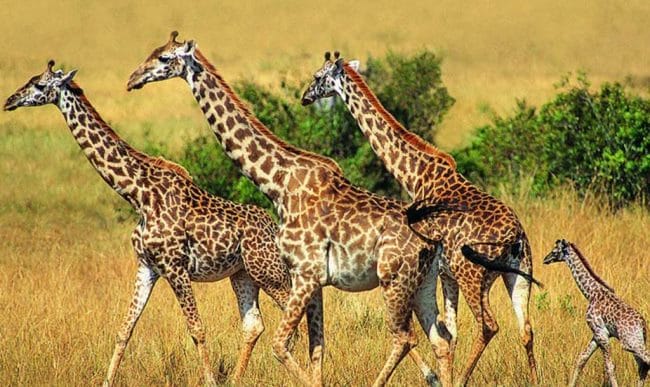 Жирафы - красивые картинки (100 фото) #14