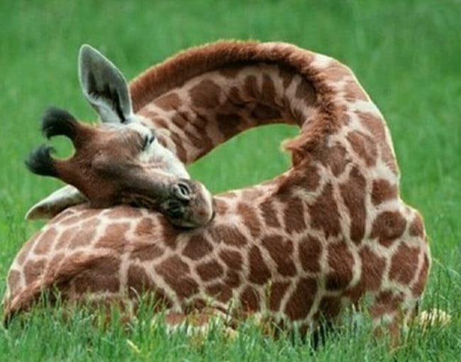 Жирафы - красивые картинки (100 фото) #12