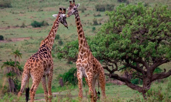 Жирафы - красивые картинки (100 фото) #24