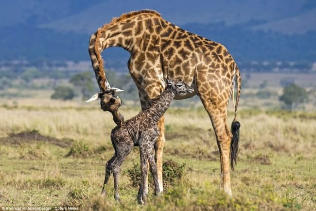 Жирафы - красивые картинки (100 фото) #19