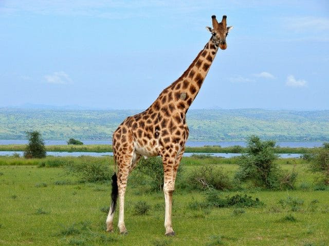 Жирафы - красивые картинки (100 фото) #21