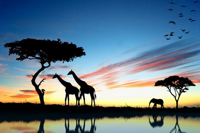Жирафы - красивые картинки (100 фото) #26