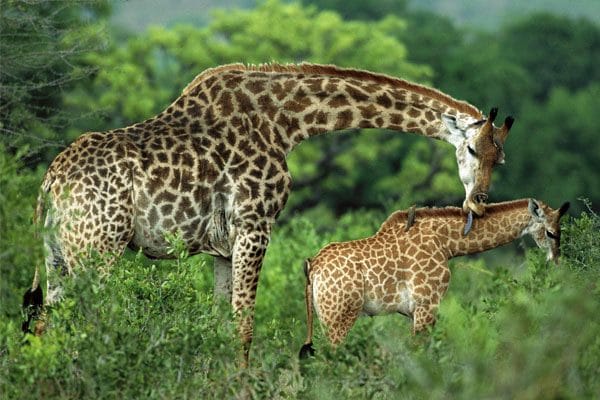 Жирафы - красивые картинки (100 фото) #37