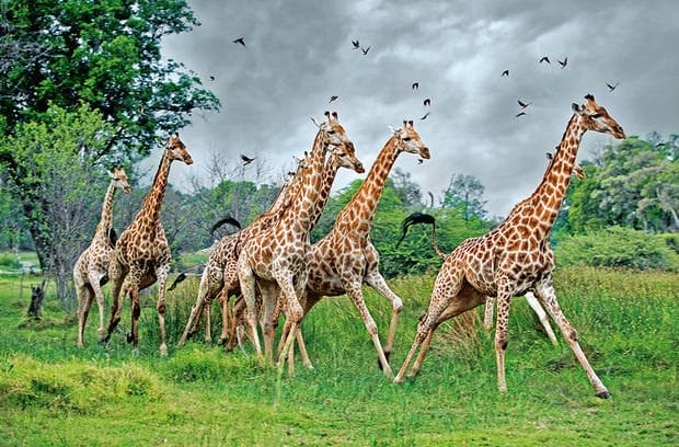 Жирафы - красивые картинки (100 фото) #39