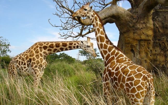 Жирафы - красивые картинки (100 фото) #36