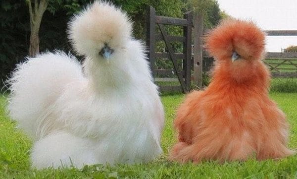 Курицы - красивые картинки (100 фото) #21