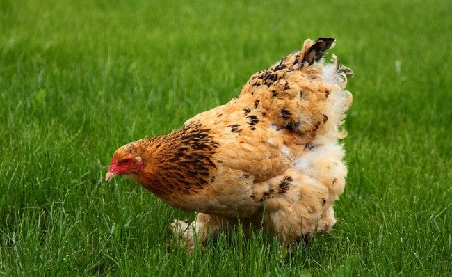 Курицы - красивые картинки (100 фото) #14