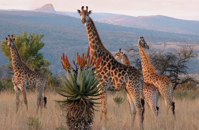 Жирафы - красивые картинки (100 фото) #92