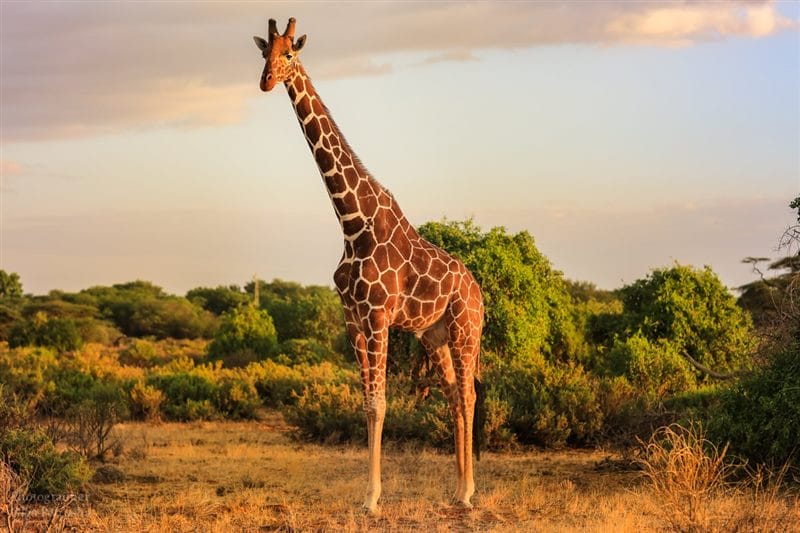 Жирафы - красивые картинки (100 фото) #52