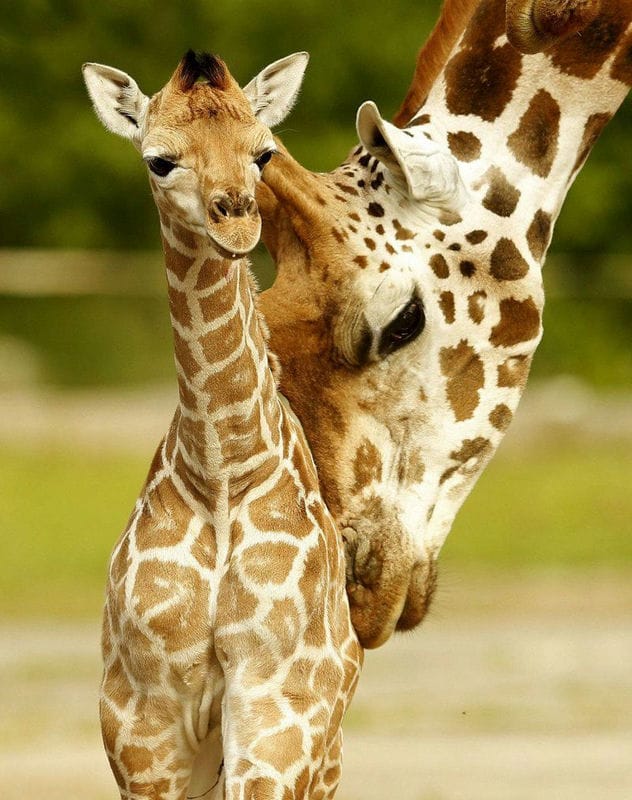 Жирафы - красивые картинки (100 фото) #56