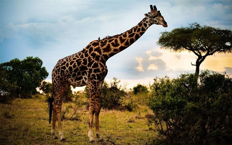 Жирафы - красивые картинки (100 фото) #44