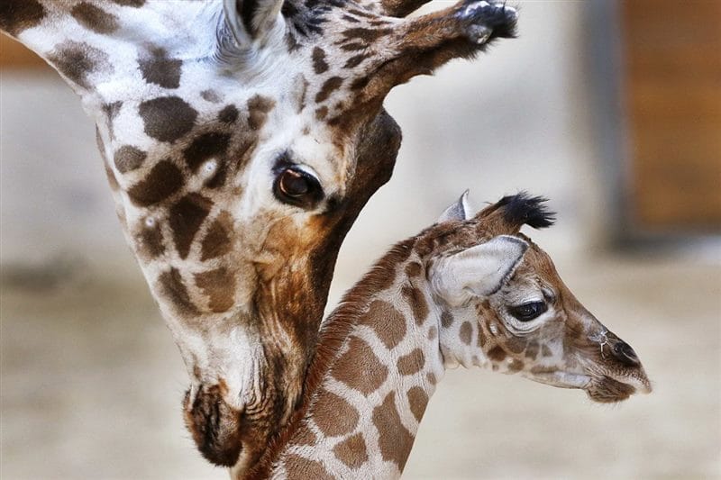 Жирафы - красивые картинки (100 фото) #51