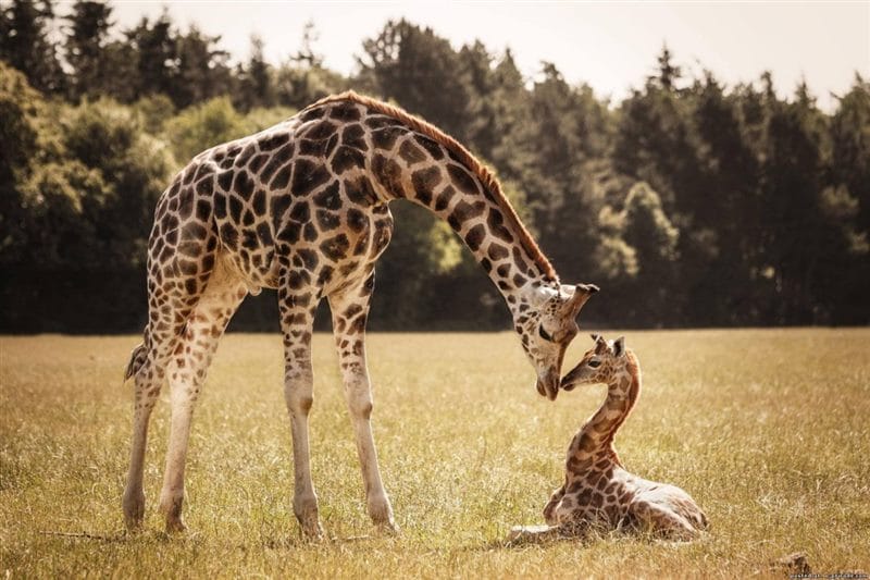 Жирафы - красивые картинки (100 фото) #45
