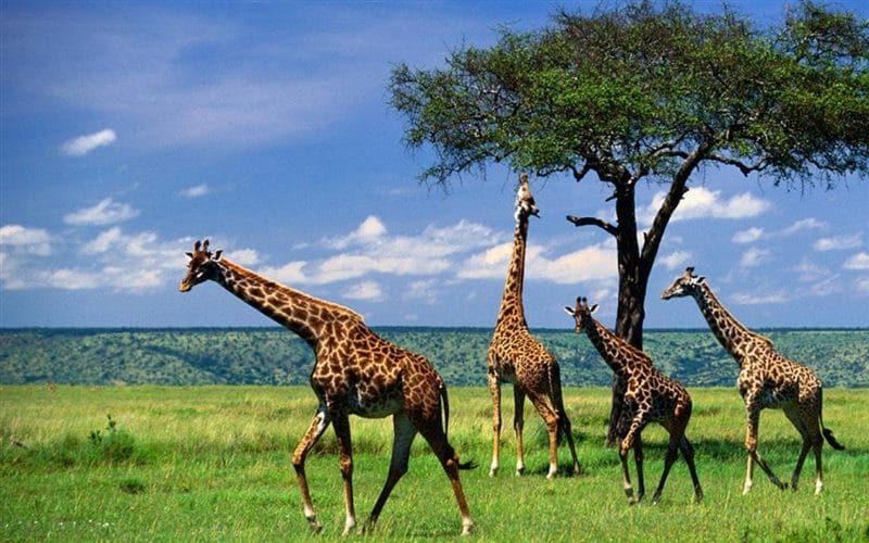Жирафы - красивые картинки (100 фото) #46