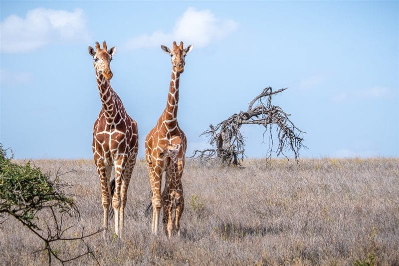 Жирафы - красивые картинки (100 фото) #42