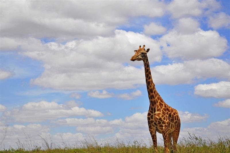 Жирафы - красивые картинки (100 фото) #79