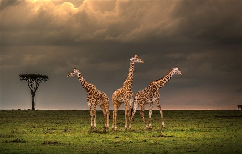 Жирафы - красивые картинки (100 фото) #68